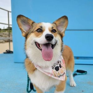 Meet your Posher, Taylor